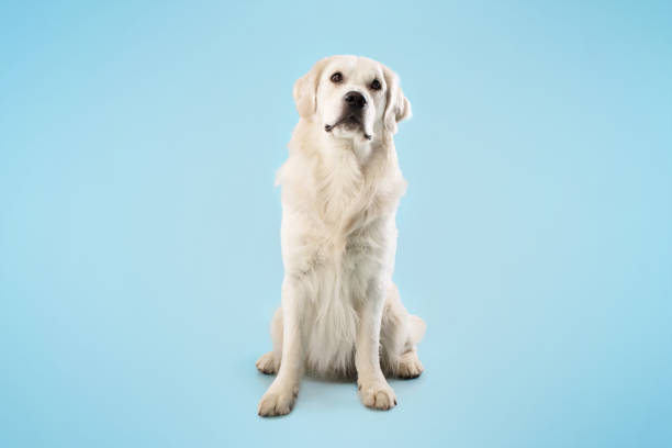 istock Cute labrador retriever dog sitting isolated on blue studio background, playing and looking away, copy space 1468842918