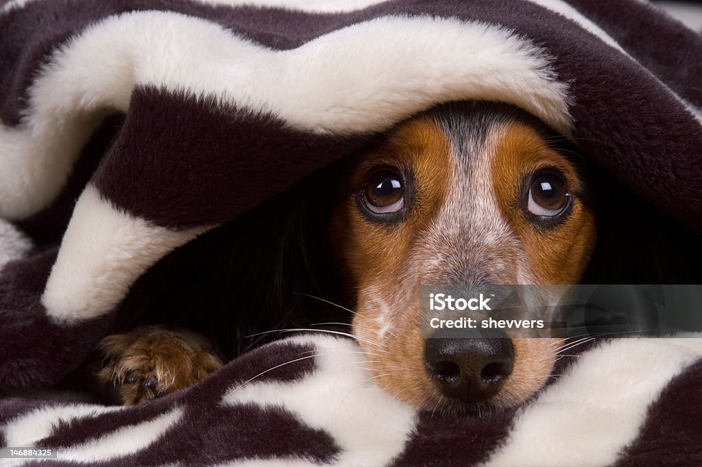 Cute dog tucked in Cute dog looking up Animal Stock Photo