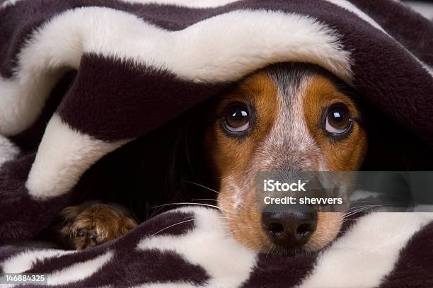 Cute Dog Tucked In Stock Photo - Download Image Now - Animal, Blanket, Canine - Animal