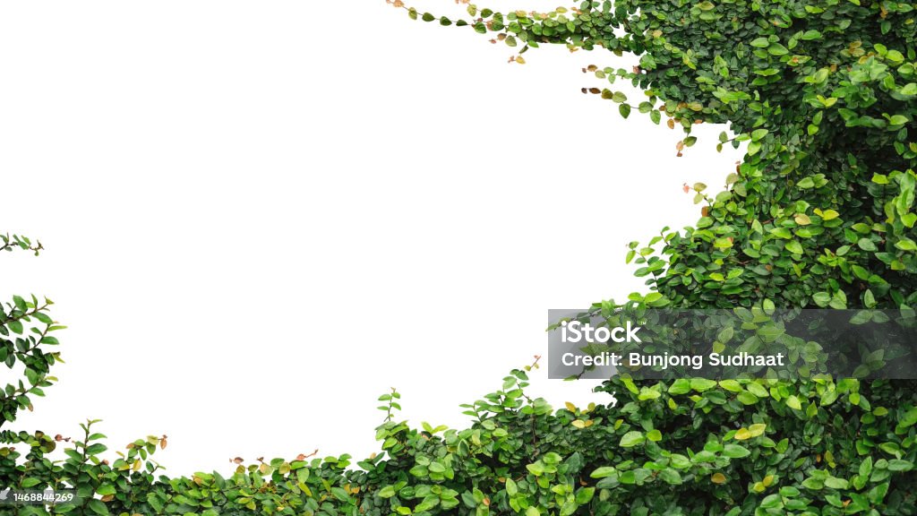 Isolate Object Stock Photo - Download Image Now - Plant, Leaf, Tree ...