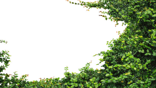 isolate object Ivy plant leaf frame with copy space and clipping path isolate on white background used for background, cutout. photo png pictures stock pictures, royalty-free photos & images