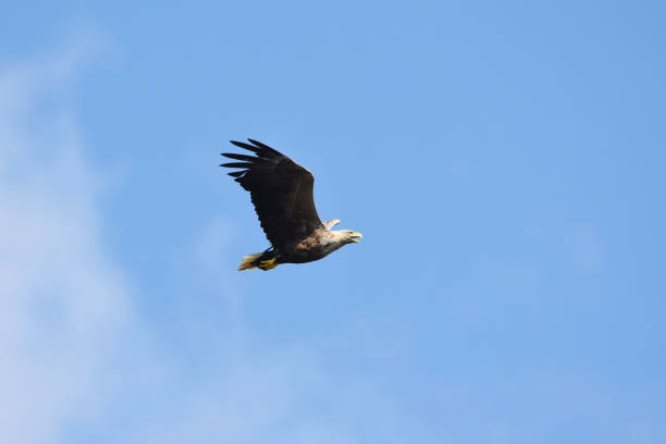 istock White-tailed eagle (Haliaeetus albicilla) flying in the sky in summer 1468845397