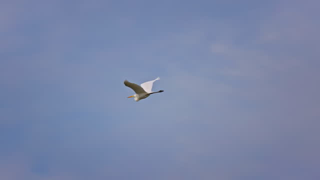 Flying white heron wildlife bird in sky over lake water, 4k video