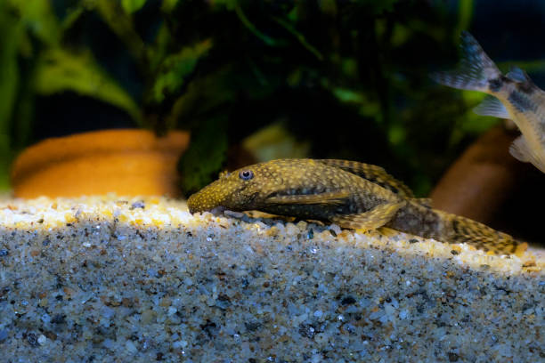 bushymouth-wels - ancistrus dolichopterus - ancistrus fish tropical fresh water fish front view stock-fotos und bilder