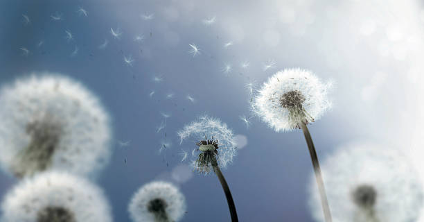 istock Dandelion Seeds flying in the Wind 146884723