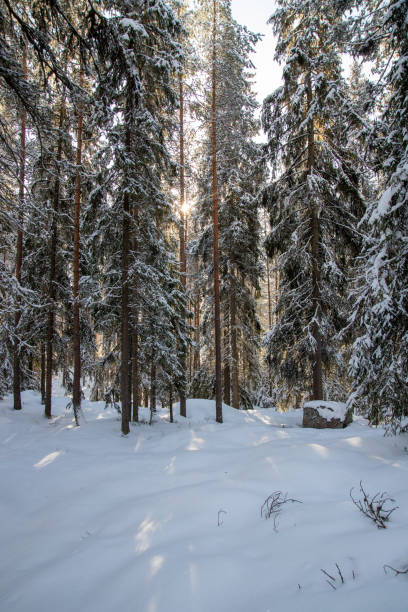 istock snowy winter forest scenery during day time. sun is shining. 1468847636