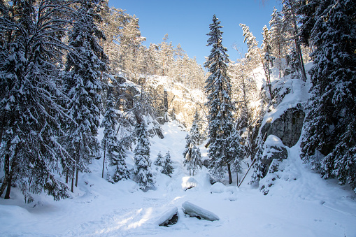 a winter forest scenery. all covered in snow.