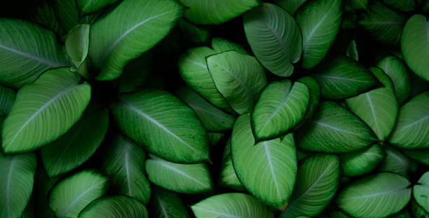 Closeup green leaves of tropical plant in garden. Dense green leaf with beauty pattern texture background. Green leaves for spa banner background. Green wallpaper. Top view ornamental plant in garden. primer plano de hojas verdes de planta tropical en jardín. hoja verde densa con fondo de textura de patrón de belleza. hojas verdes para el fondo de la pancarta del spa. fondo de pantalla verde. vista superior planta ornamental en jardín.