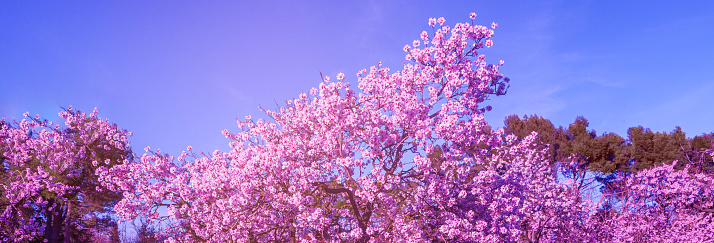 Extreme close-up of peach tree blossom with copy space.