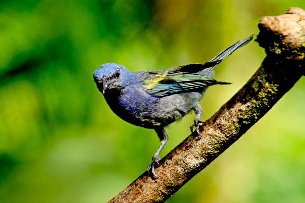 istock Thraupis ornata Golden-chevroned Tanager 1468849332