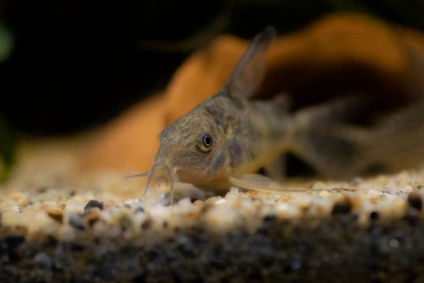 niebieski lampart corydoras ryba - corydoras paleatus - coty zdjęcia i obrazy z banku zdjęć