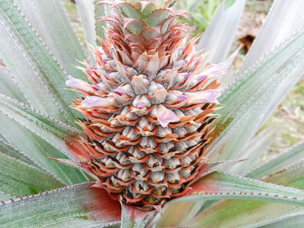 istock Young pineapple growing in the field, lilac flowers blooming. Pineapple fruit on the tree. 1468849340