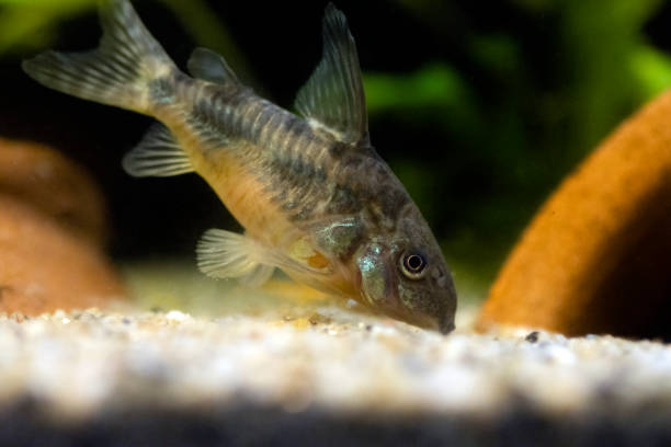 istock Blue leopard corydoras fish - Corydoras paleatus 1468849376