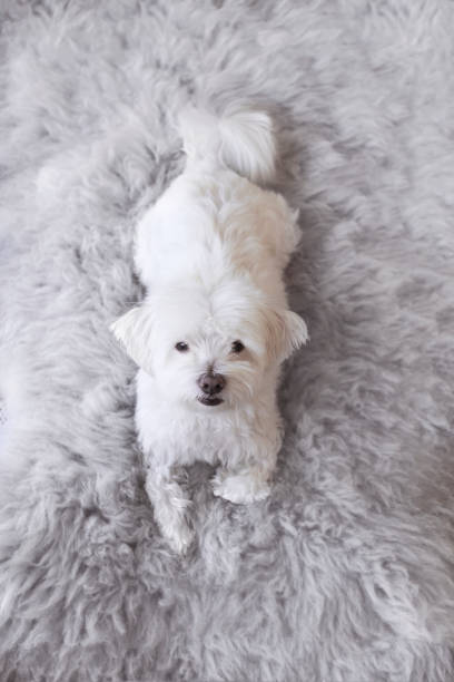 White and fluffy Maltese dog lying on fluffy carpet from sheep's wool and looking at camera. High angle view