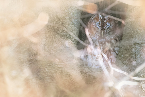 Sleepy woodland tawny owl