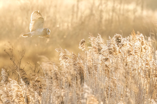 Owl flying in the golden hour