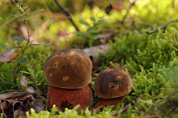 Neoboletus praestigator, Neoboletus luridiformis (Neoboletus erythropus, Boletus erythropus) also known as the scarletina bolete. Flockenstieliger Hexenröhrling in german. dos pequeños y jóvenes hongos comestibles neoboletus luridiformis crecen en un musgo en un bosque. sombrero marrón laurel, poros rojos y tallo amarillo punteado en rojo. la carne se tiñe de azul oscuro cuando se rompe, luego se vuelve amarilla.