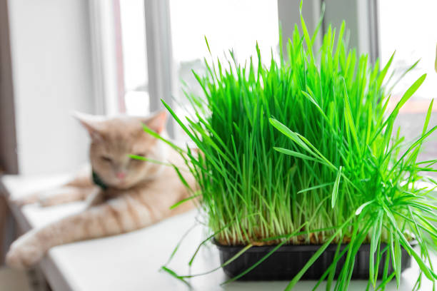 집 창문에 비타민 그라스 - barley grass 뉴스 사진 이미지