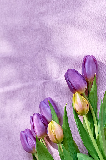 Colorful tulips on linen fabric. Lilac, purple and yellow tulips on wrinkled violet cotton. Muted tone. Spring holiday floral decor.