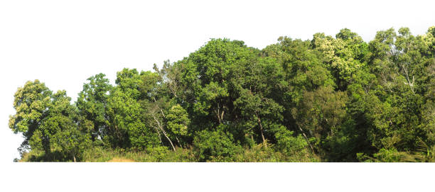 green tree line isolate on white background green tree line isolate on white background hardwood tree stock pictures, royalty-free photos & images