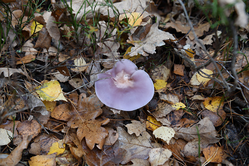 Photos of wild mushrooms in high quality