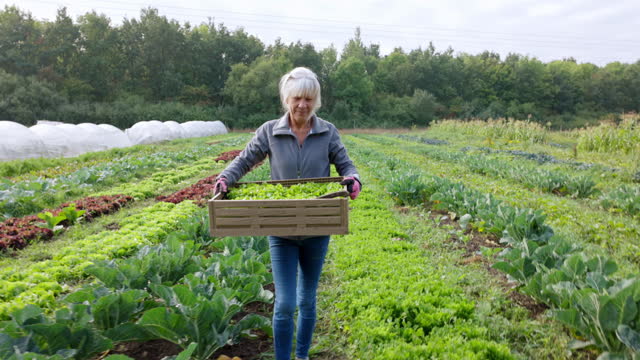 Senior Female Farmer Carrying Crate Of Organic Vegetables