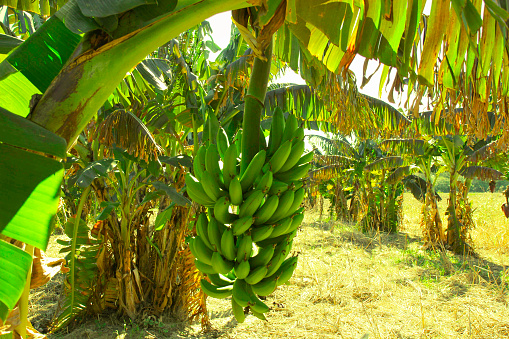 A green plantain used in Caribbean cuisine.