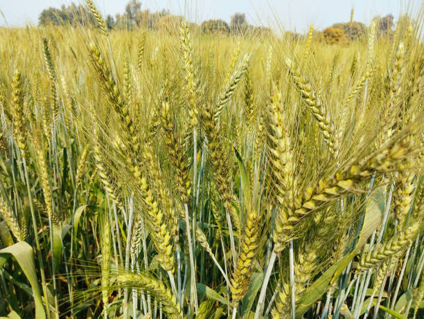 Wheat crop plants with buds in an agriculture field cultivated for its seeds a cereal grain staple food champ recolte de ble closeup view image picture stock photo plantas de cultivo de trigo con brotes en un campo agrícola cultivado por sus semillas un cereal grano alimento básico champ recolte de ble colheita detrigo, cosecha de-trigo, campo-de trigo, gehoon ka khet, gandum ka khet, hvedemark, imagen de primer pl