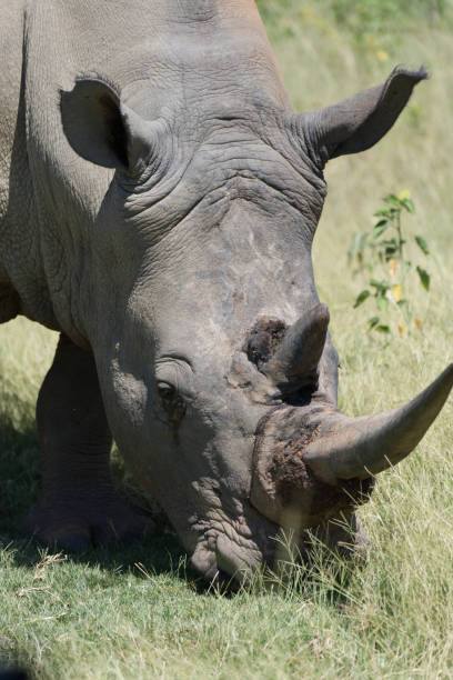 istock rhino feeding in the wild 1468861236