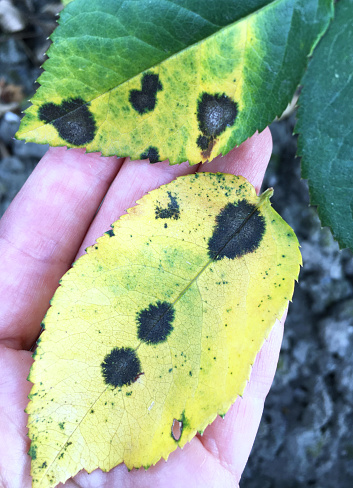 Black spot is the most serious disease of roses. It is caused by a fungus, Diplocarpon rosae, which infects the leaves and greatly reduces plant vigour.