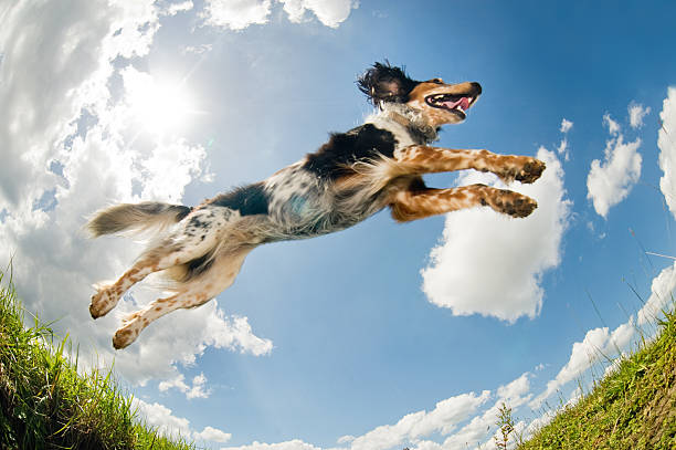 saltar cão (lobke pares - dog jumping - fotografias e filmes do acervo