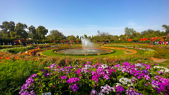 mughal garden delhi or Amrit Udyan , Rashtrapati Bhawan, President's Estate, New Delhi, Delhi
