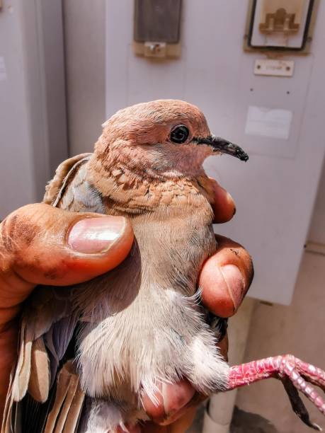 istock man is catching a dove 1468862546