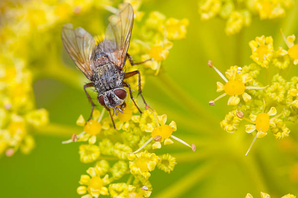 istock Macro of a fly 146886383