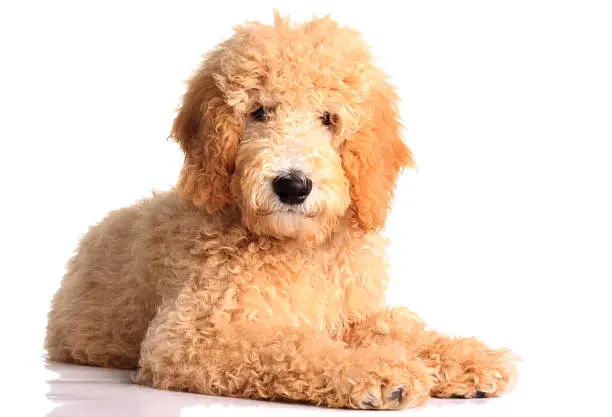 Golden doodle puppy isolated on white.