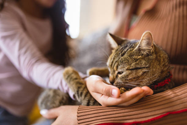 istock Mom and daughter playing with their cat 1468864726