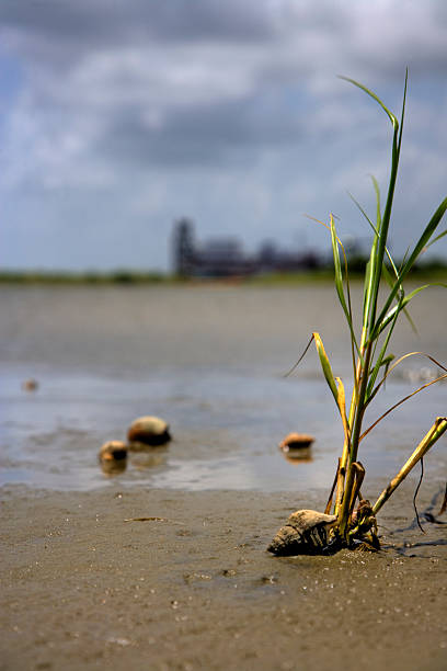 Camarões-Solitário na lama flats - fotografia de stock