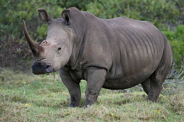 istock White Rhino Portrait 146886534
