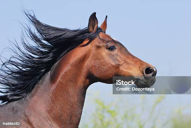 Ritratto Del Bellissimo Cavallo Arabo In Movimento - Fotografie stock e altre immagini di Ambientazione esterna - Ambientazione esterna, Animale, Animale da compagnia