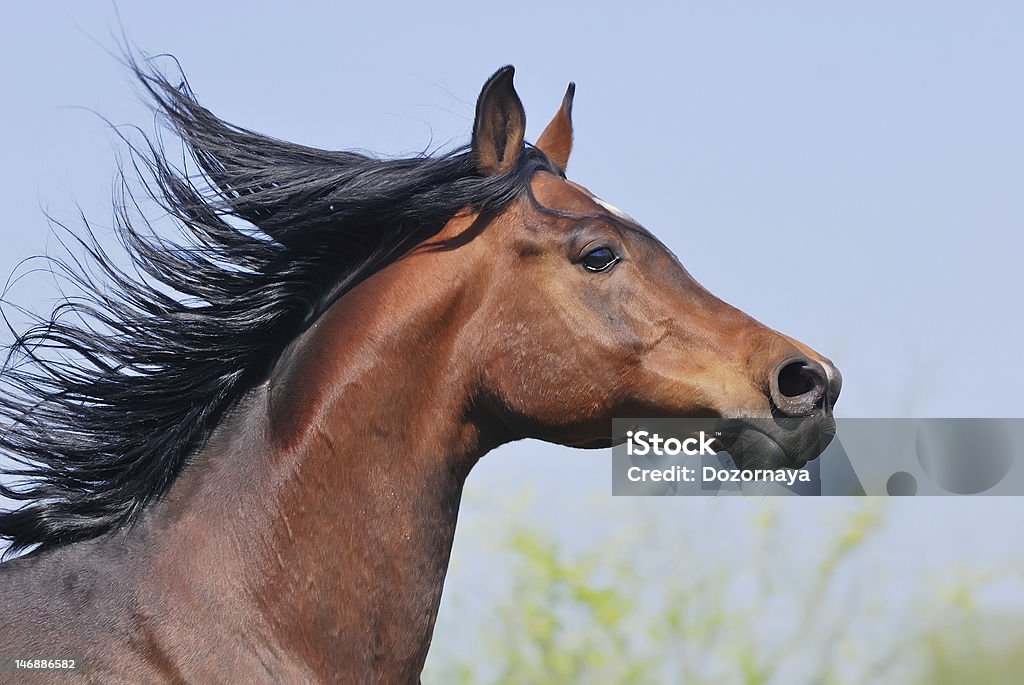 Retrato de um lindo Cavalo Árabe em movimento - Foto de stock de Animal royalty-free