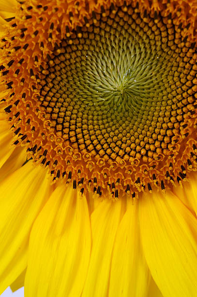 sunflower closeup stock photo