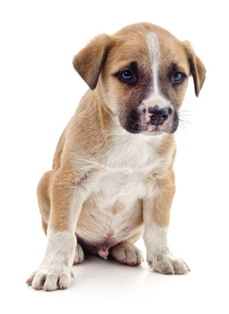 istock Brown beautiful puppy. 1468866924