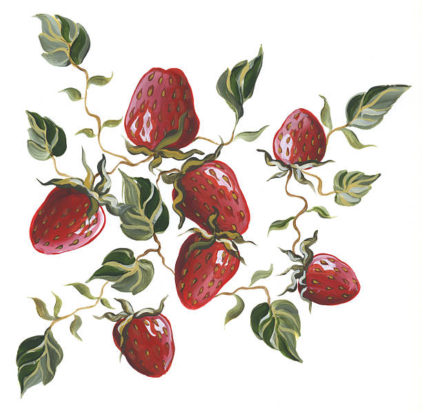 truskawki na białym - strawberry vine stock illustrations