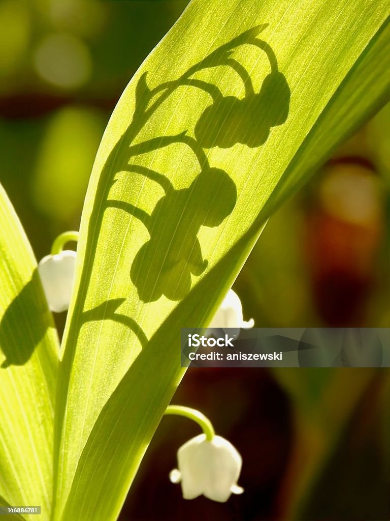 Lily of the valley - Foto de stock de Luz del sol libre de derechos