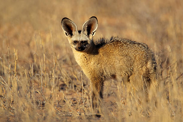 Bat-eared fox Bat-eared fox (Otocyon megalotis) , Kalahari desert, South Africa kgalagadi transfrontier park stock pictures, royalty-free photos & images
