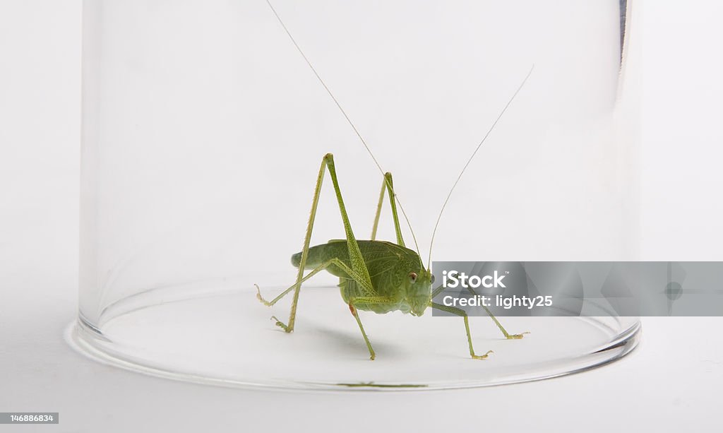 Cavalletta verde in vetro - Foto stock royalty-free di Animale