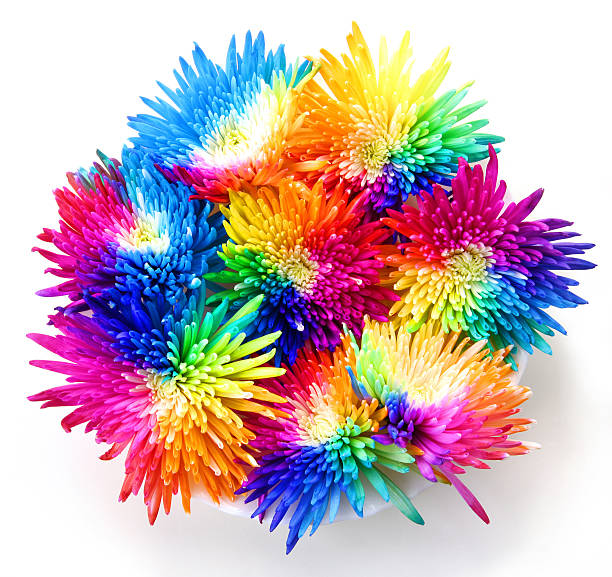 Bouquet of rainbow chrysanthemums stock photo