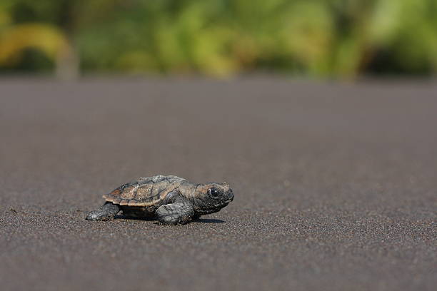 tartaruga marina schiusura delle uova (eretmochelys imbricata - turtle young animal beach sand foto e immagini stock