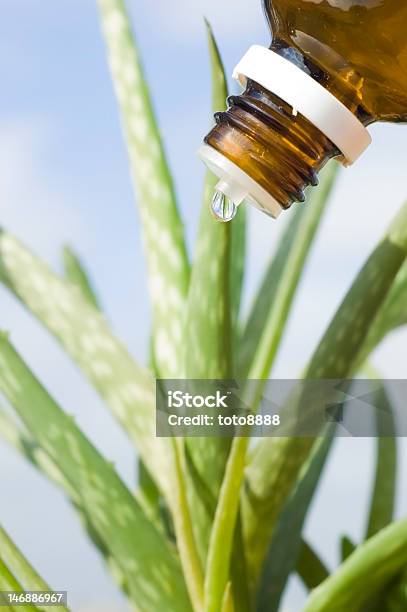 Foto de Medicina Alternativa e mais fotos de stock de Babosa - Babosa, Babosa - Suculenta, Erva