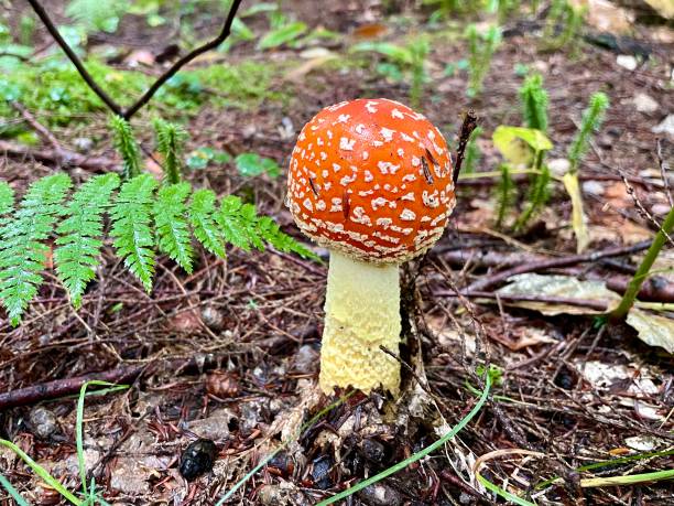 광대버섯 - magic mushroom moss autumn outdoors 뉴스 사진 이미지